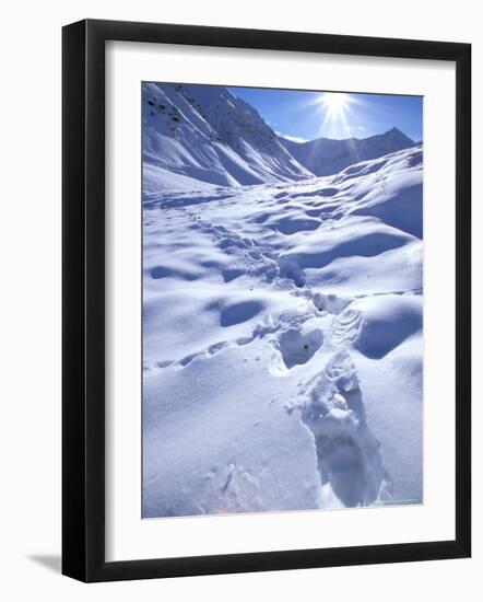 Grizzly Bear in the First Snow of Autumn, Brooks Range, Alaska, USA-Hugh Rose-Framed Photographic Print