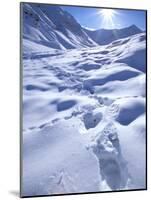 Grizzly Bear in the First Snow of Autumn, Brooks Range, Alaska, USA-Hugh Rose-Mounted Photographic Print