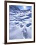 Grizzly Bear in the First Snow of Autumn, Brooks Range, Alaska, USA-Hugh Rose-Framed Photographic Print