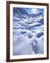 Grizzly Bear in the First Snow of Autumn, Brooks Range, Alaska, USA-Hugh Rose-Framed Photographic Print