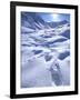 Grizzly Bear in the First Snow of Autumn, Brooks Range, Alaska, USA-Hugh Rose-Framed Photographic Print