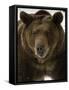 Grizzly Bear in winter, Ursus Arctos, Montana-Adam Jones-Framed Stretched Canvas