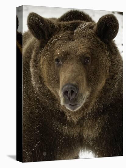 Grizzly Bear in winter, Ursus Arctos, Montana-Adam Jones-Stretched Canvas