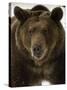 Grizzly Bear in winter, Ursus Arctos, Montana-Adam Jones-Stretched Canvas