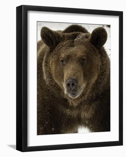 Grizzly Bear in winter, Ursus Arctos, Montana-Adam Jones-Framed Photographic Print