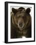 Grizzly Bear in winter, Ursus Arctos, Montana-Adam Jones-Framed Photographic Print