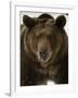 Grizzly Bear in winter, Ursus Arctos, Montana-Adam Jones-Framed Photographic Print