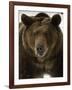 Grizzly Bear in winter, Ursus Arctos, Montana-Adam Jones-Framed Photographic Print