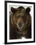 Grizzly Bear in winter, Ursus Arctos, Montana-Adam Jones-Framed Photographic Print