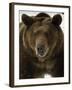 Grizzly Bear in winter, Ursus Arctos, Montana-Adam Jones-Framed Photographic Print