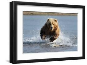 Grizzly Bear Jumping at Fish-null-Framed Art Print