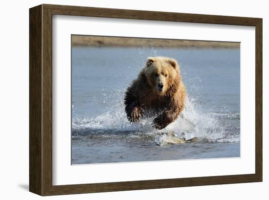 Grizzly Bear Jumping at Fish-null-Framed Art Print