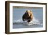 Grizzly Bear Jumping at Fish-null-Framed Art Print