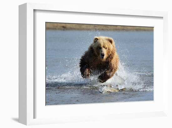 Grizzly Bear Jumping at Fish-null-Framed Art Print