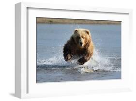 Grizzly Bear Jumping at Fish-null-Framed Art Print