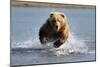 Grizzly Bear Jumping at Fish-null-Mounted Art Print