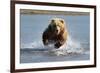 Grizzly Bear Jumping at Fish-null-Framed Art Print