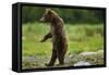 Grizzly Bear, Katmai National Park, Alaska-Paul Souders-Framed Stretched Canvas