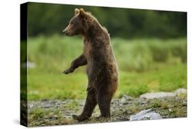 Grizzly Bear, Katmai National Park, Alaska-Paul Souders-Stretched Canvas