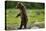 Grizzly Bear, Katmai National Park, Alaska-Paul Souders-Stretched Canvas