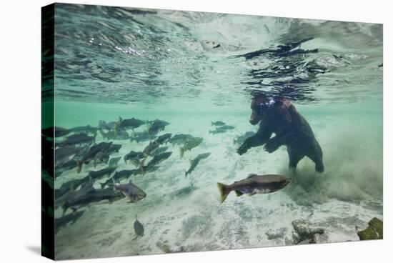 Grizzly Bear, Katmai National Park, Alaska-Paul Souders-Stretched Canvas