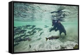 Grizzly Bear, Katmai National Park, Alaska-Paul Souders-Framed Stretched Canvas