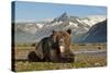 Grizzly Bear, Katmai National Park, Alaska-Paul Souders-Stretched Canvas