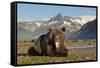 Grizzly Bear, Katmai National Park, Alaska-Paul Souders-Framed Stretched Canvas