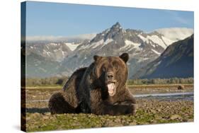 Grizzly Bear, Katmai National Park, Alaska-Paul Souders-Stretched Canvas