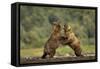 Grizzly Bear, Katmai National Park, Alaska-Paul Souders-Framed Stretched Canvas