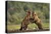 Grizzly Bear, Katmai National Park, Alaska-Paul Souders-Stretched Canvas