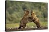 Grizzly Bear, Katmai National Park, Alaska-Paul Souders-Stretched Canvas