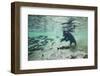 Grizzly Bear, Katmai National Park, Alaska-Paul Souders-Framed Premium Photographic Print