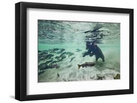 Grizzly Bear, Katmai National Park, Alaska-Paul Souders-Framed Premium Photographic Print