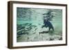 Grizzly Bear, Katmai National Park, Alaska-Paul Souders-Framed Photographic Print