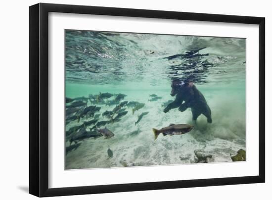 Grizzly Bear, Katmai National Park, Alaska-Paul Souders-Framed Photographic Print