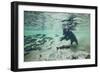 Grizzly Bear, Katmai National Park, Alaska-Paul Souders-Framed Photographic Print