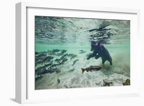 Grizzly Bear, Katmai National Park, Alaska-Paul Souders-Framed Photographic Print