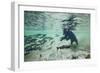 Grizzly Bear, Katmai National Park, Alaska-Paul Souders-Framed Photographic Print