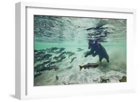 Grizzly Bear, Katmai National Park, Alaska-Paul Souders-Framed Photographic Print