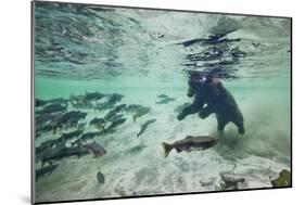 Grizzly Bear, Katmai National Park, Alaska-Paul Souders-Mounted Photographic Print