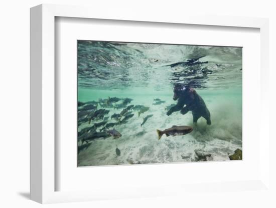 Grizzly Bear, Katmai National Park, Alaska-Paul Souders-Framed Photographic Print