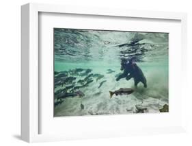 Grizzly Bear, Katmai National Park, Alaska-Paul Souders-Framed Photographic Print