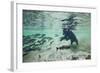 Grizzly Bear, Katmai National Park, Alaska-Paul Souders-Framed Photographic Print