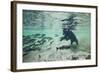 Grizzly Bear, Katmai National Park, Alaska-Paul Souders-Framed Photographic Print