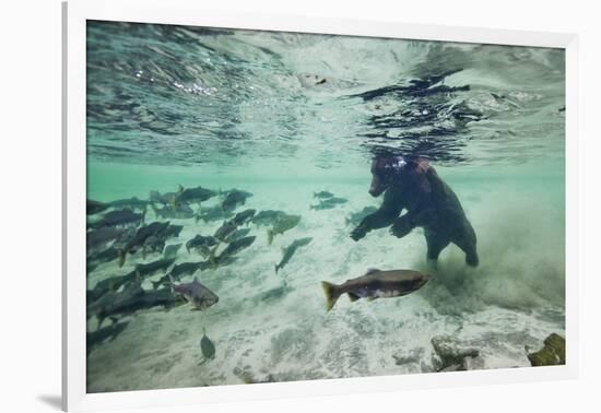 Grizzly Bear, Katmai National Park, Alaska-Paul Souders-Framed Photographic Print