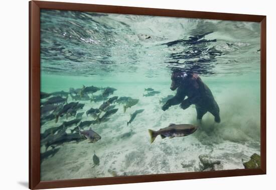 Grizzly Bear, Katmai National Park, Alaska-Paul Souders-Framed Photographic Print