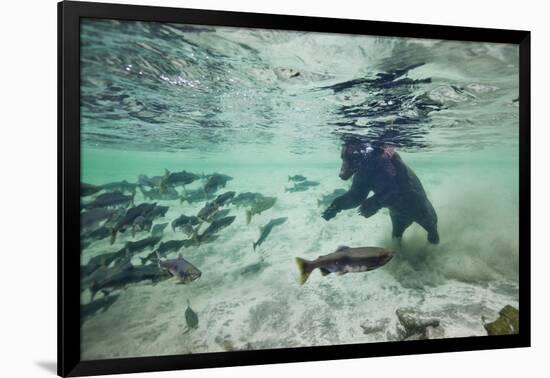 Grizzly Bear, Katmai National Park, Alaska-Paul Souders-Framed Photographic Print