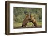 Grizzly Bear, Katmai National Park, Alaska-Paul Souders-Framed Photographic Print