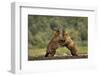 Grizzly Bear, Katmai National Park, Alaska-Paul Souders-Framed Photographic Print